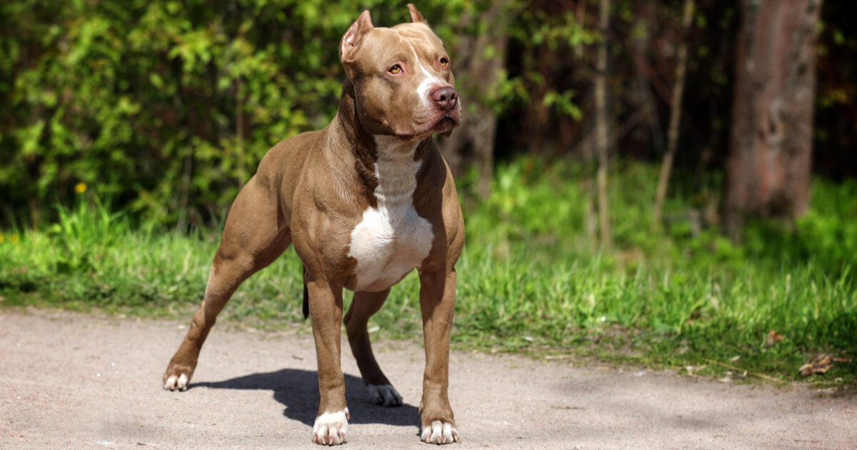 American Pit Bull Terrier Alle Infos zum Pitbull